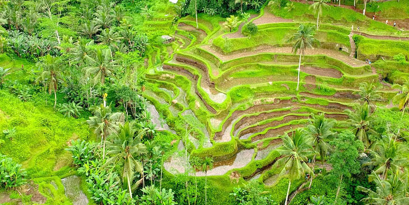 Ubud Full Day Tour