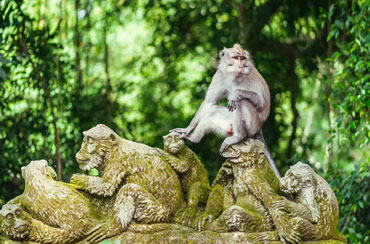 Ubud Monkey Forest