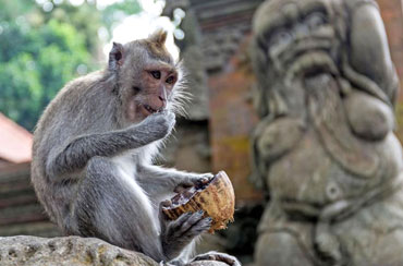 Ubud Monkey Forest