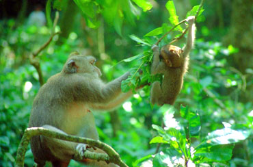 Ubud Monkey Forest