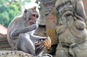 Ubud Monkey Forest